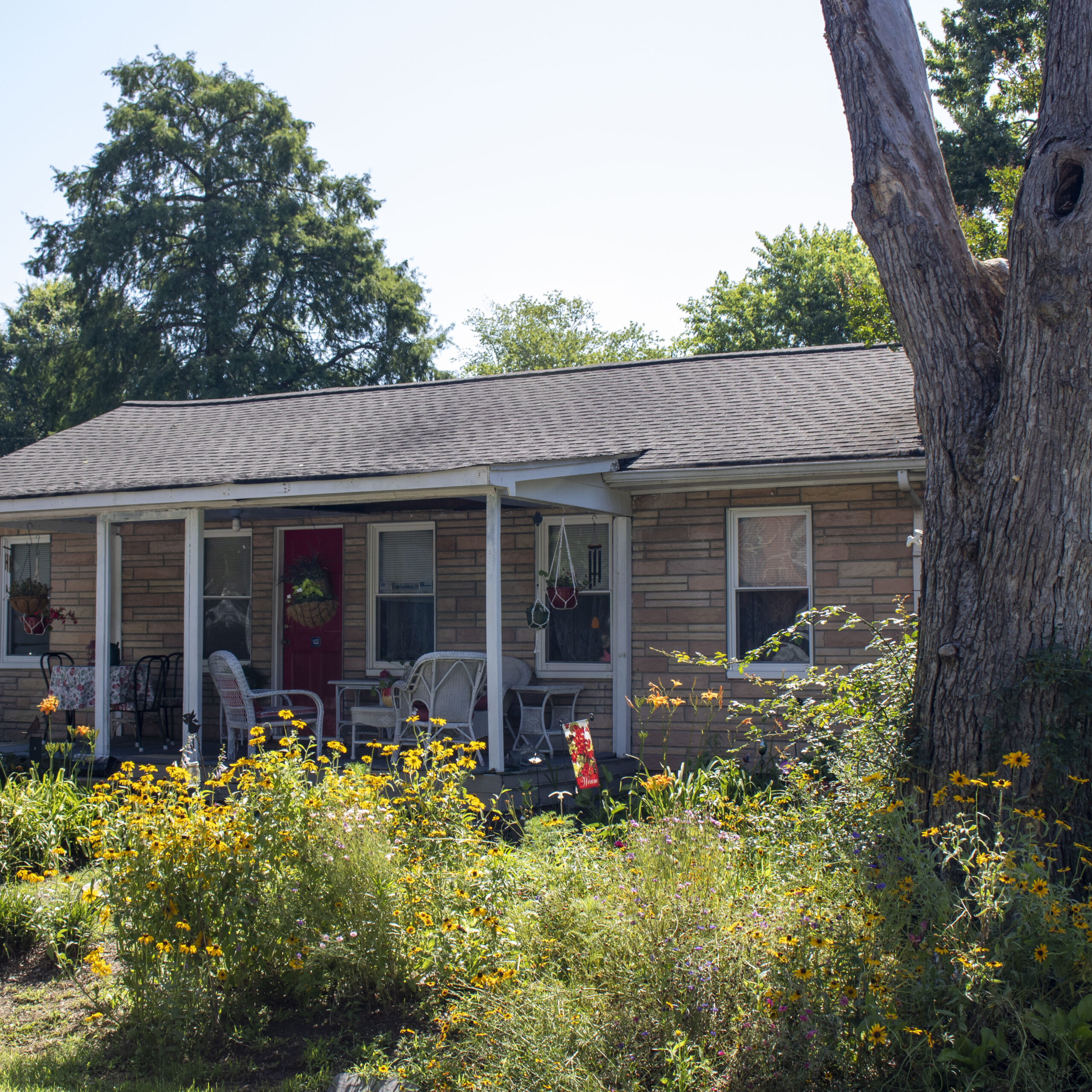 photo of a house with many tall, yellow and orange flowers in front that surround a dead tree that has been cut down to size. 