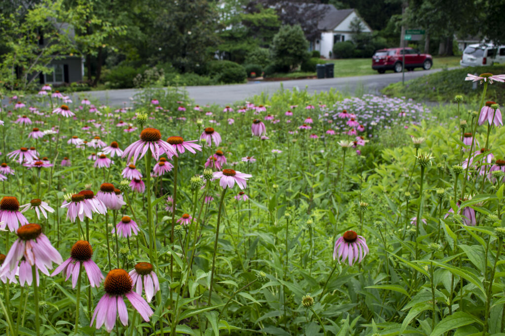 Purple coneflowers in a Land Lover winning yard.