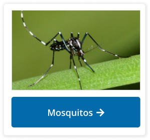 Mosquitos Button