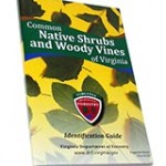 Native Shrubs