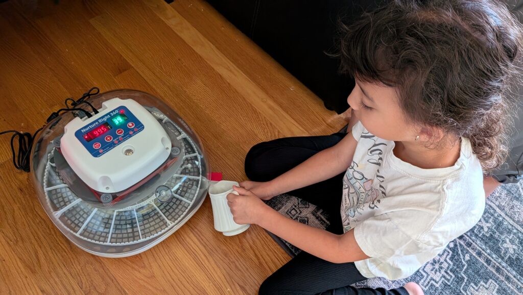 A girl adds water to an incubator for chicken eggs.