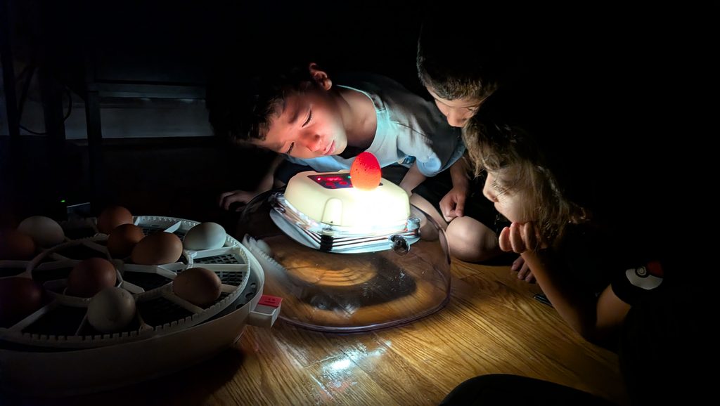 Three children shine a light through a chicken egg to see what is inside the shell.