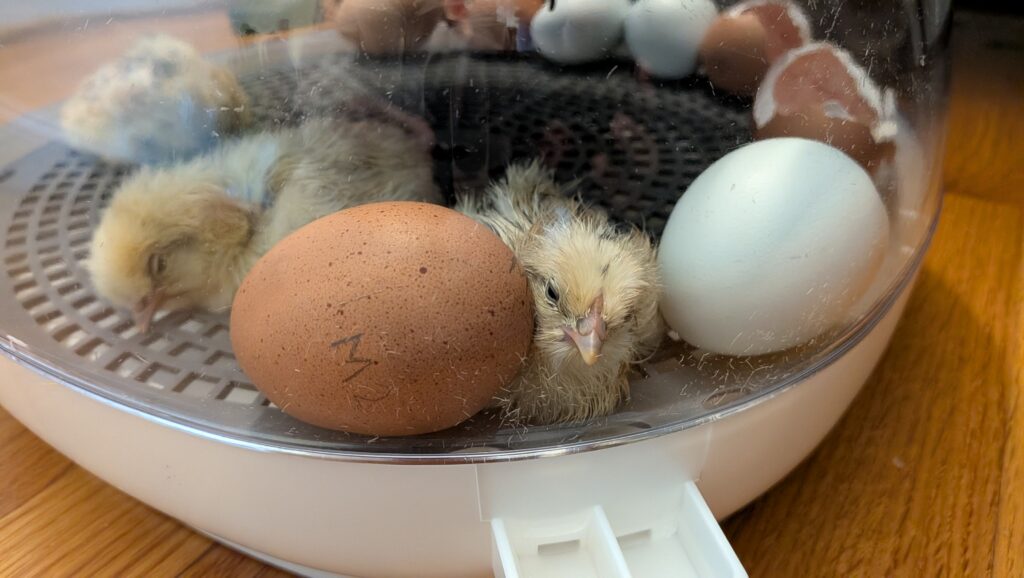 Newly hatched chicks stay warm in an incubator while their feathers dry.