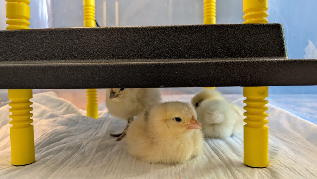 Pale yellow chicks stay warm under a heat plate.