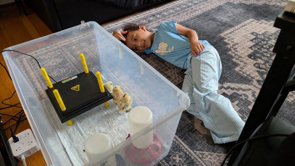 A girl lies on the floor to watch chicks in their brooder box.