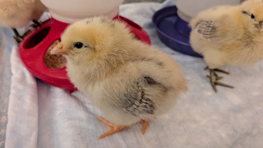 A yellow baby chick explores a feeder.