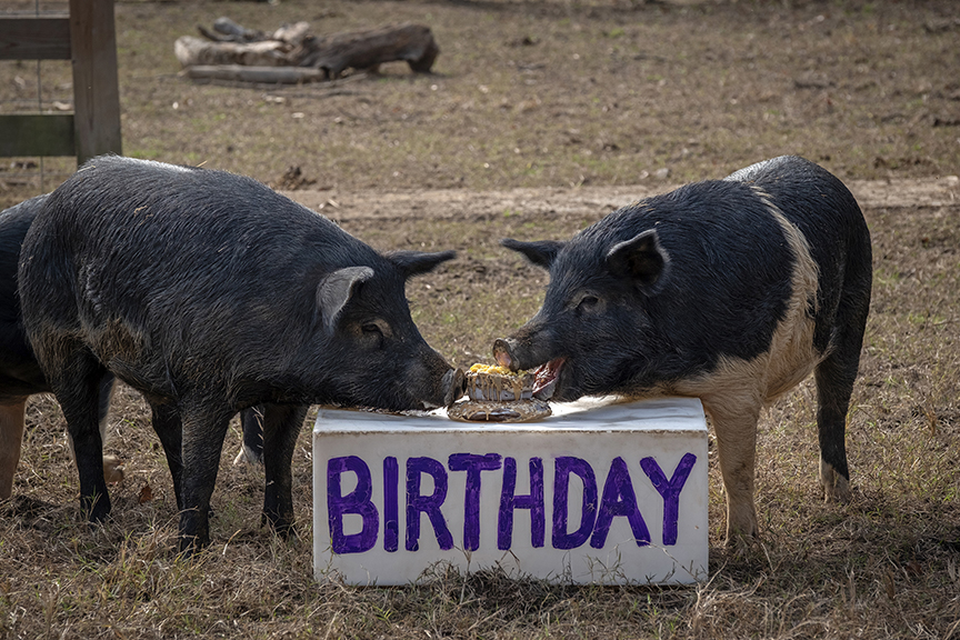 Pig Birthday 2