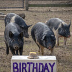 Pig Birthday 3