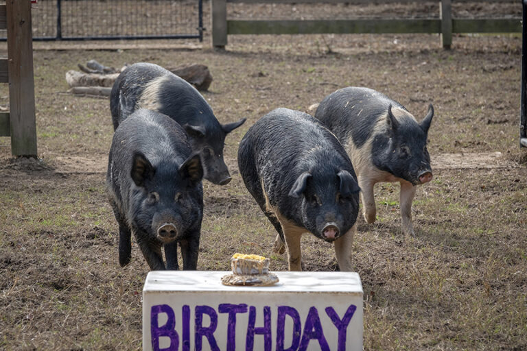 Pig Birthday 3
