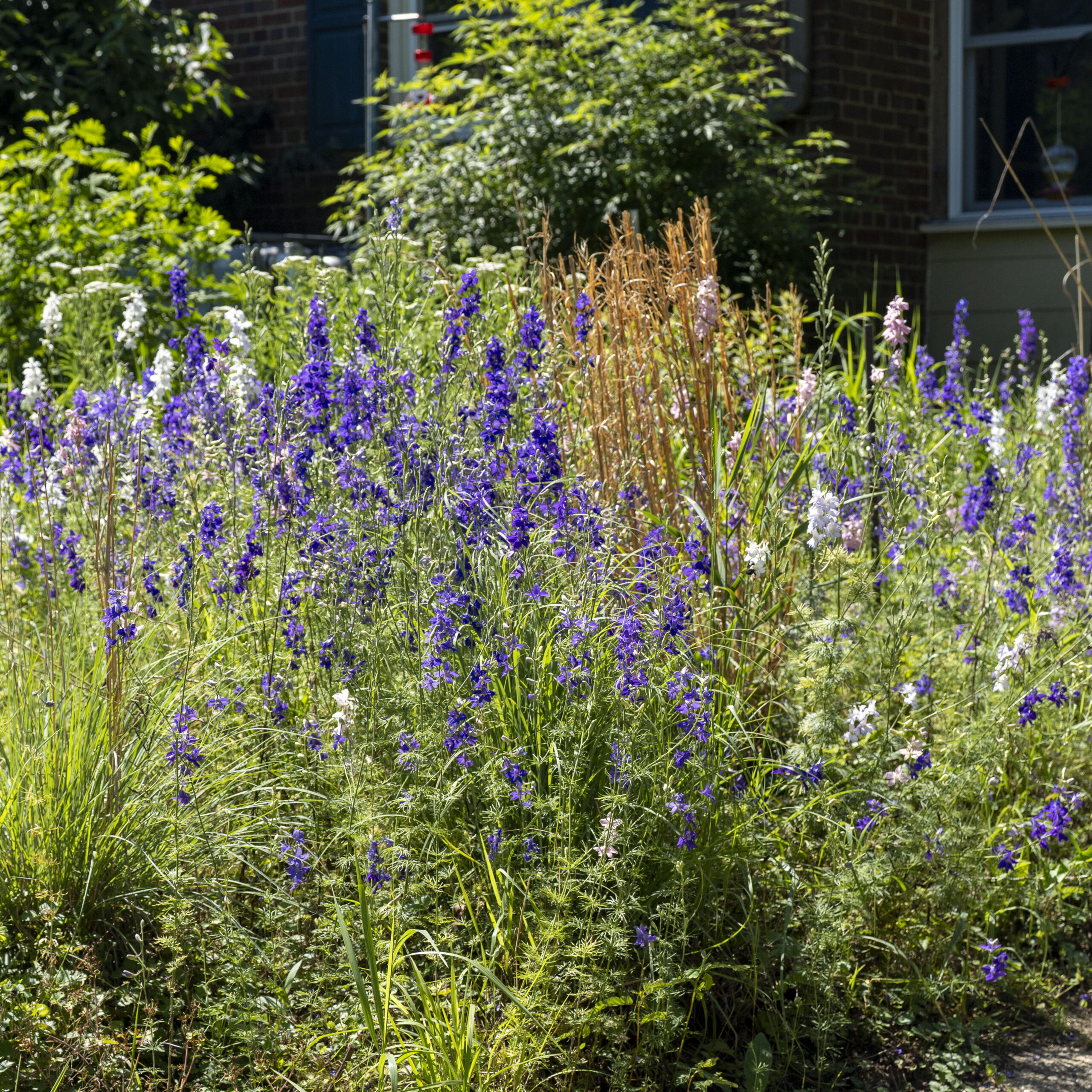 A cluster of blooming purple natives and orange native grass.