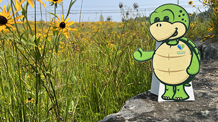 Stewart the turtle cutout on a rock next to yellow daisies & water in the background