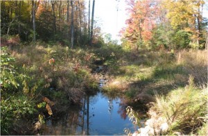 Stream Restoration at HC Training Center