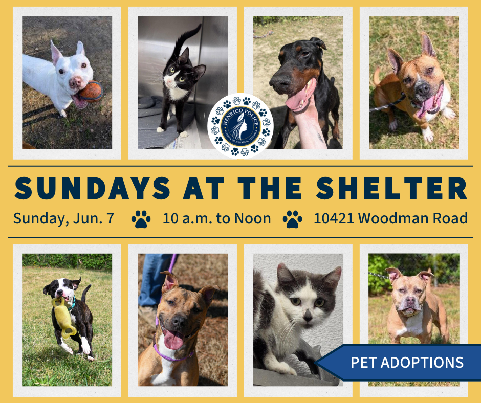 Sundays at the Shelter pet adoption