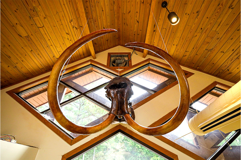 Mammoth Skull Display