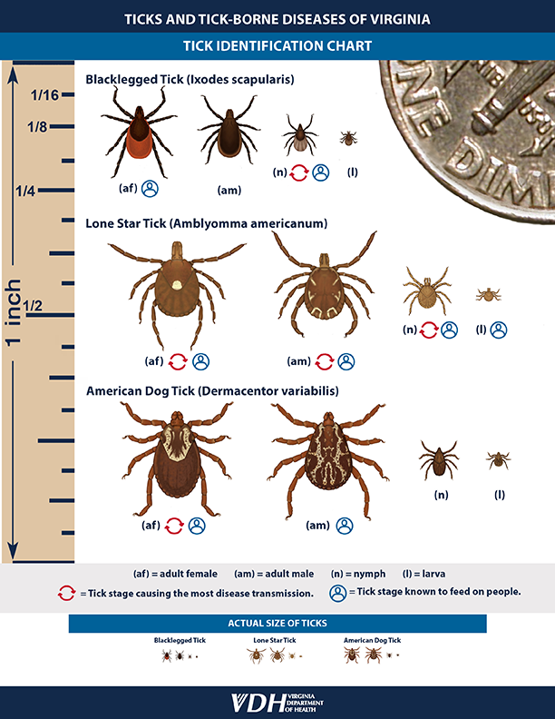 Tick Identification Web