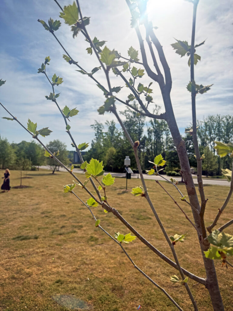 Green leaves pop out from a young tree at the Eastern Henrico Recreation Center