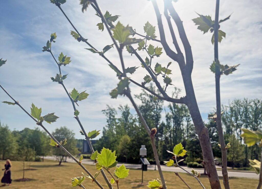 Green leaves pop out from a young tree at the Eastern Henrico Recreation Center