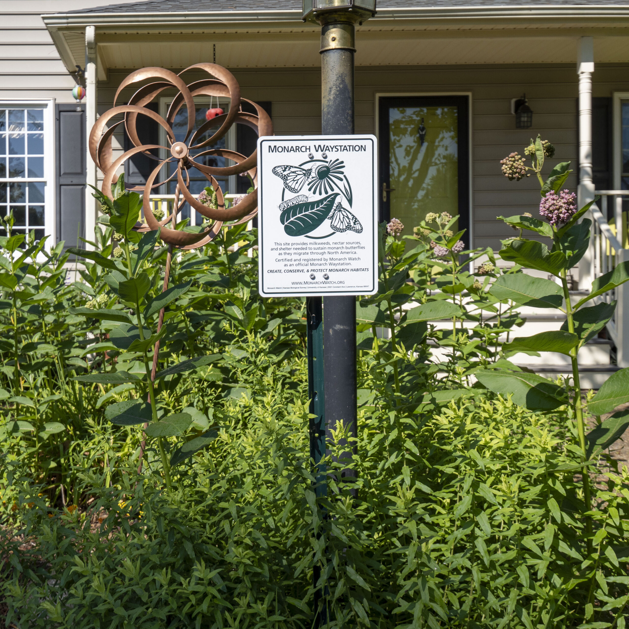 A sign on a lamp post with text "Monarch Waystation" next to a clump of blooming pink milkweed and other lush green plants.