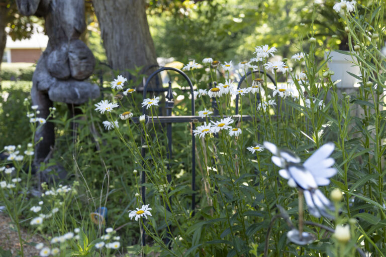 A plot of white daises with various garden ornaments scattered amount of the flowers.
