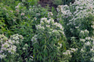 Virginia Mountain-mint Pycnanthemum virginianum