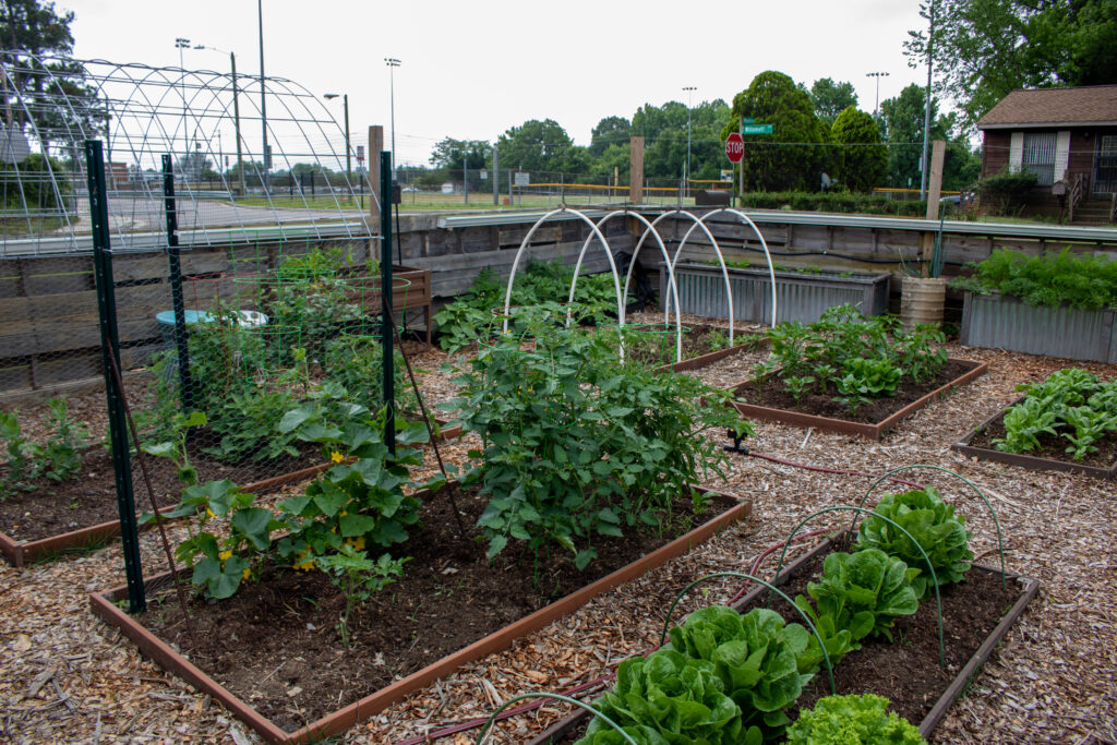photo of several garden beds that are surrounded by gravel and full of green plants