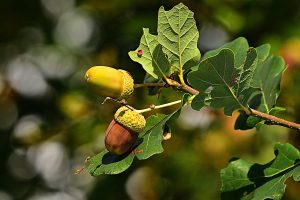 Closeup photo of 2 Acorns On a tree Branch with several green leaves on a blurred background of vegetation.