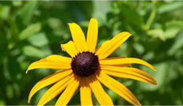 photo of Black Eyed Susan flower