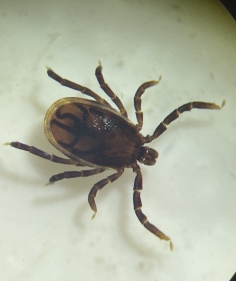 Blacklegged Tick