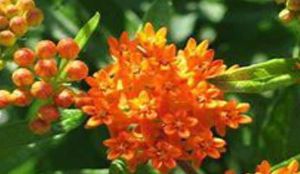 photo of Butterfly Milkweed flower