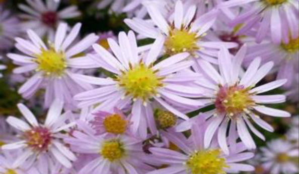 photo of Calico Aster flower