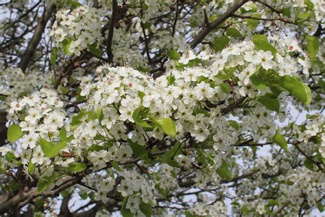 Close up image of a Callery pear tree, showing the white flowers