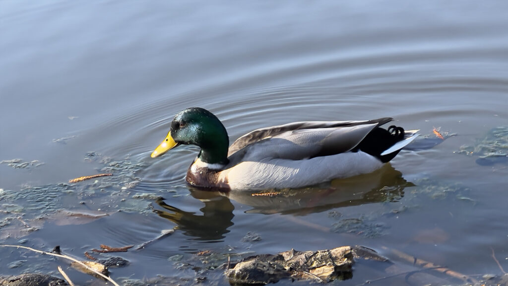A mallard duck swimming in a pond close up.