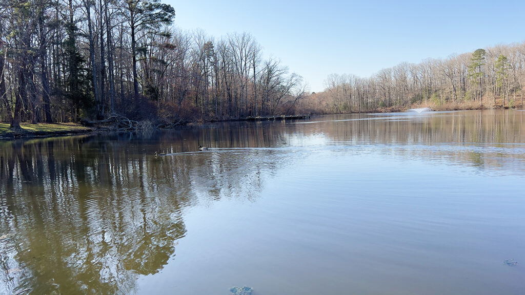 Wide view of lake with trees along bank.