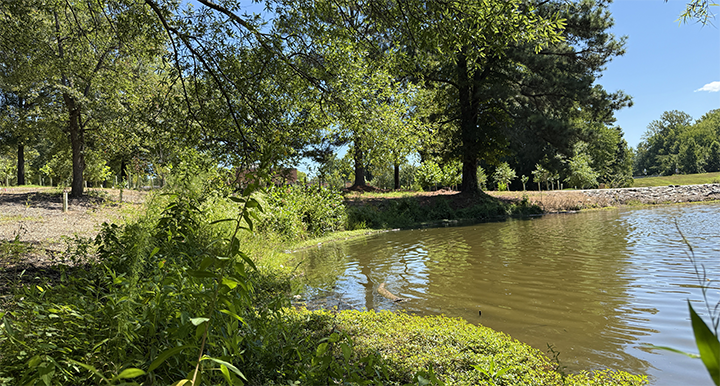 Wide view of a lake from the shoreline.