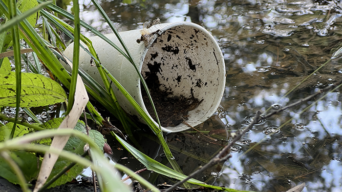 Dirty Styrofoam cup floating on the water, close up.