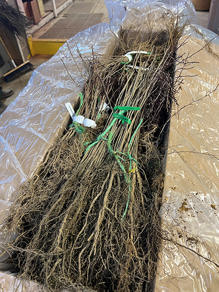 Tree seedlings in a box.