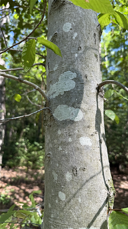 Vertical close up of tree bark.