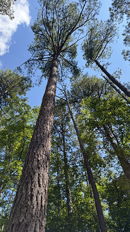 Vertical image of pine tree.