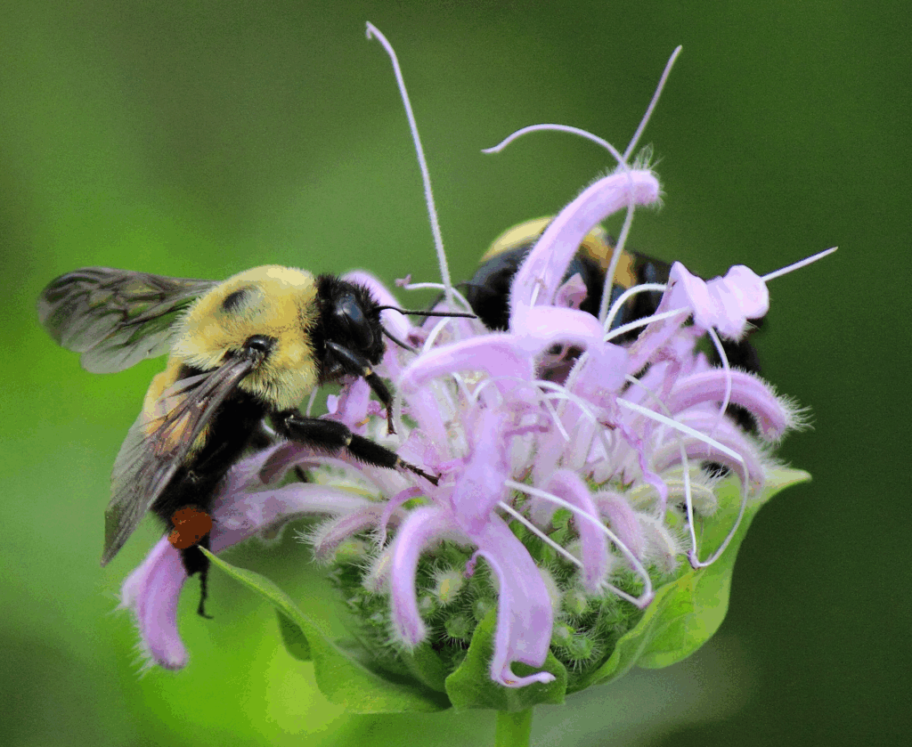 Bumble bee on a purple flower.