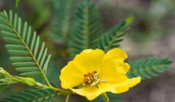 photo of Partridge Pea flower