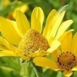 Pollinator Flower