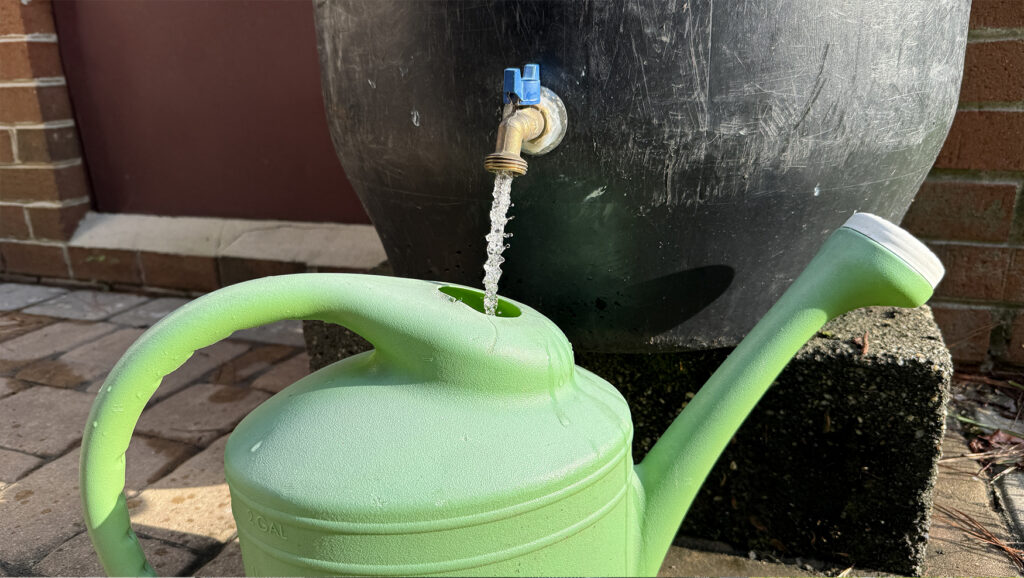 Photo of water being released from a rain barrel into a pitcher.