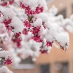 Snow Flowers Mobile