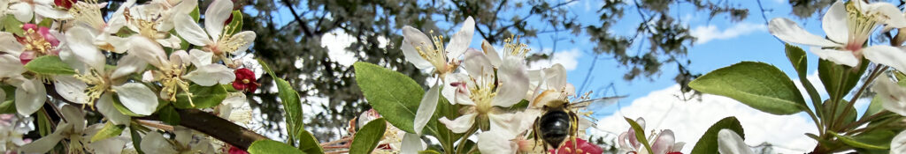 Cherry tree blooms with a bee in flight and the blue sky in the background. Close up.